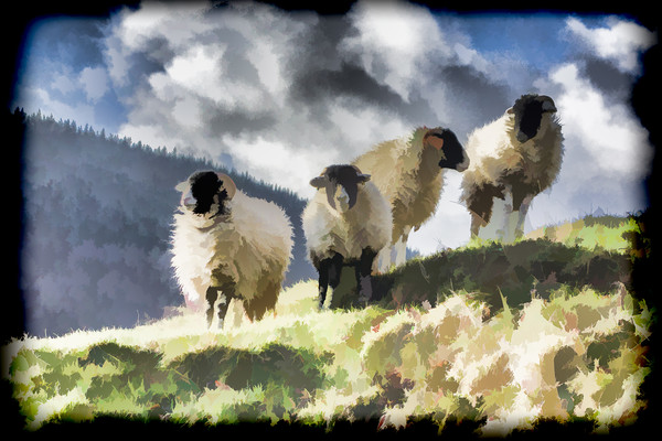 Four sheep Picture Board by Keith Douglas