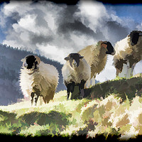 Buy canvas prints of Four sheep by Keith Douglas