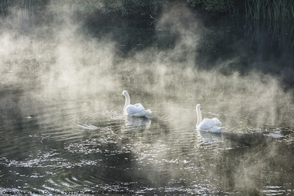 Swans in Mist Picture Board by Keith Douglas