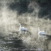 Buy canvas prints of Swans in Mist by Keith Douglas