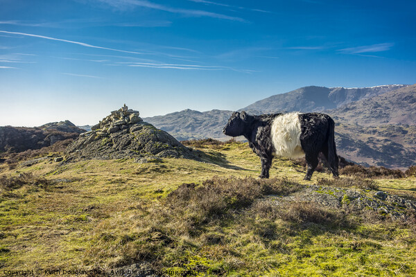 Belted Galloway Cow on Holme Fell Picture Board by Keith Douglas