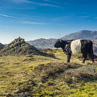 Buy canvas prints of Belted Galloway Cow on Holme Fell by Keith Douglas