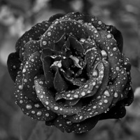 Buy canvas prints of Tears on a Rose by Steven Hayman