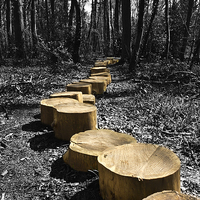 Buy canvas prints of Path Into The Woods by Steven Hayman