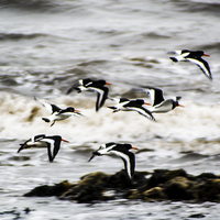 Buy canvas prints of Oystercatchers in December by James Smith