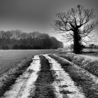 Buy canvas prints of Winter trees Norfolk by Sally Coleman