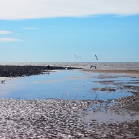 Buy canvas prints of Gulls over tidal pools by Sally Coleman