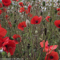 Buy canvas prints of Poppies by Peter Orr