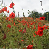 Buy canvas prints of Down amongst the poppies by Peter Orr
