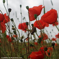 Buy canvas prints of poppies by Peter Orr