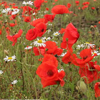 Buy canvas prints of poppies and Daises  by Peter Orr