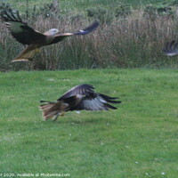 Buy canvas prints of Red Kites by Peter Orr