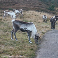 Buy canvas prints of Free roaming reindeer herd by Peter Orr