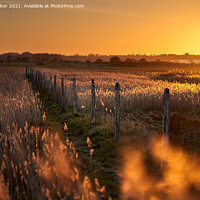 Buy canvas prints of Sunset field by Paul Walker