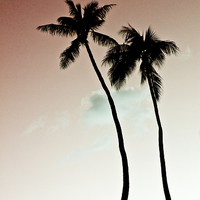 Buy canvas prints of Palm Trees by Paul Walker