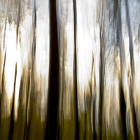 Buy canvas prints of Forest Abstract by Paul Walker