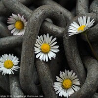Buy canvas prints of Chained Daisies by Mick Surphlis