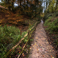 Buy canvas prints of  Autumnal forest walk by Lorraine Paterson