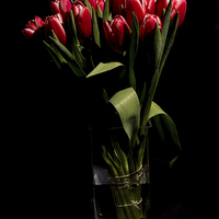 Buy canvas prints of Red tulips in the vase by Laco Hubaty