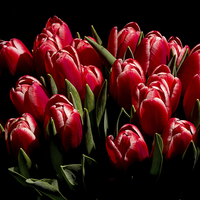 Buy canvas prints of Red tulips by Laco Hubaty