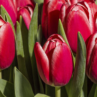 Buy canvas prints of Red tulips close up by Laco Hubaty
