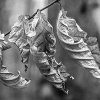 Buy canvas prints of Leaves by Laco Hubaty