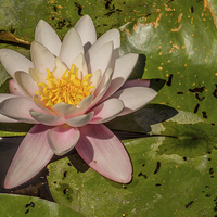 Buy canvas prints of Pink water lilies by Laco Hubaty