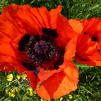 Buy canvas prints of Poppies by Laco Hubaty