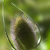Buy canvas prints of Majestic Teasle by Mick Both