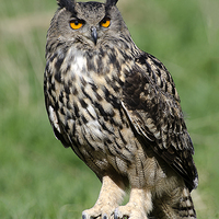 Buy canvas prints of Eagle Owl by Mick Both