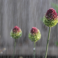 Buy canvas prints of Flowers in the rain by Callum Paterson