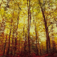 Buy canvas prints of Autumn Warmth by Adrian Bollans
