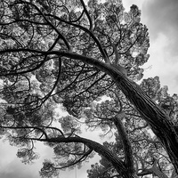 Buy canvas prints of The leaning pines by Maggie Railton