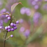 Buy canvas prints of Japanese Beautyberry by Maggie Railton