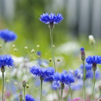 Buy canvas prints of Cornflower blue flower by Maggie Railton