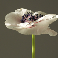 Buy canvas prints of  winter light on anemone by Maggie Railton