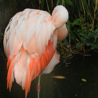 Buy canvas prints of Flamingo by Carmel Fiorentini