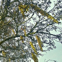 Buy canvas prints of  Blossoming Catkins.. by Carmel Fiorentini