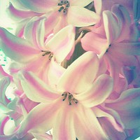 Buy canvas prints of  Hyacinth by Carmel Fiorentini