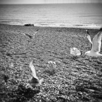 Buy canvas prints of  Seagulls by Carmel Fiorentini