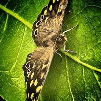 Buy canvas prints of  Woodland Butterfly by Carmel Fiorentini