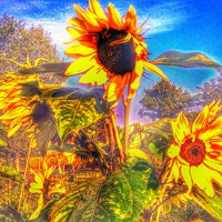 Buy canvas prints of  Sunflowers in the breeze by Carmel Fiorentini