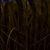 Buy canvas prints of  Midnight Wheat field by Carmel Fiorentini