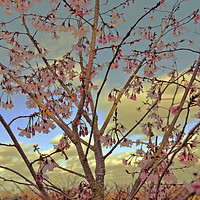 Buy canvas prints of Apple Blossom by Carmel Fiorentini