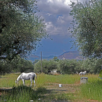 Buy canvas prints of Horses in Zante Greece by Carmel Fiorentini