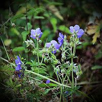 Buy canvas prints of Wild Flowers by Carmel Fiorentini