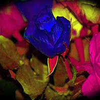 Buy canvas prints of Blue Rose by Carmel Fiorentini