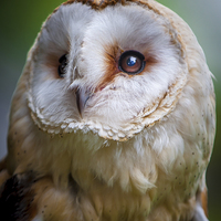 Buy canvas prints of Owl Out And About by matthew  mallett