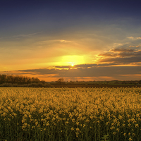 Buy canvas prints of Sunset over the Yellow Fields by matthew  mallett