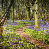 Buy canvas prints of Bluebell Path All The Way by matthew  mallett